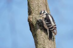 Downy Woodpecker