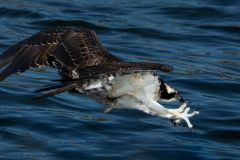 Osprey Focus