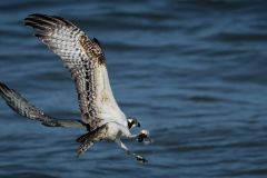 Osprey with Catch
