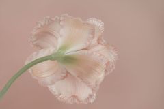 Peach Souffle Hemerocallis
