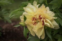 Peony Callies Memory