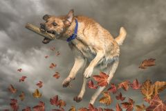 A Master Jumper