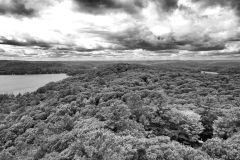Tree Canopy Dorset