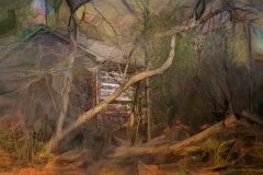 Enchanted Forest