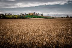 Before the Harvest
