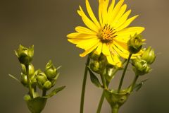 Daisy