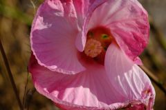 Fall Flower