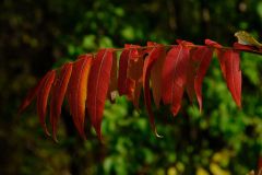 Fall Leaves
