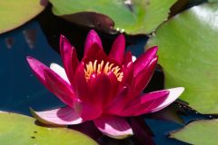 Waterlily