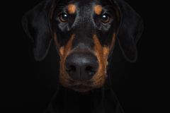 A Doberman's Stare