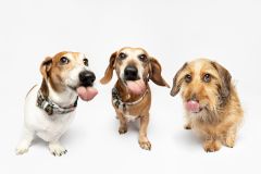 The Three Musketeers