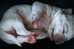Just In Time Rescue From Kill Shelter