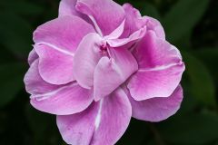 China Rose