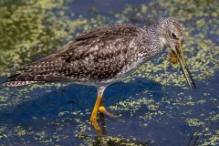 Lesser Yellowlegs with Water Beetle