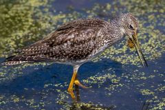 202223C3-N-119-M-Lesser_Yellowlegs_with_Water_Beetle