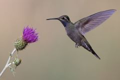 Blue Throated Mountain Gem