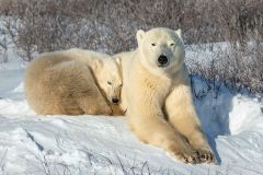 202223C3-N-263-M-Polar_bear_protecting_its_cub