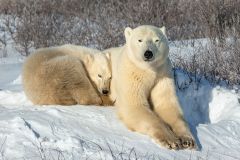 Polar Bear Protecting Its Cub