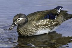 Female Wood Duck