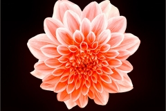Dazzling Dahlia