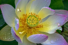 Open Lotus