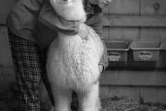Alpaca Whisperer