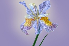 Glory in Lavender, Siberian Iris