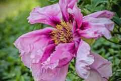 Mauve Single Peony