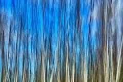 Birches