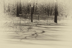 Shadows