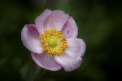 From Yellow to Rose
