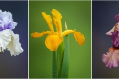 Iris Tryptic