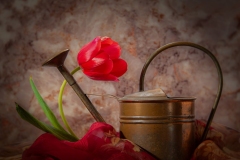 Tulip Valentine