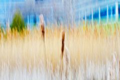 Cattails