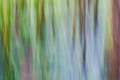Spring Forest