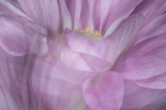 Enchanted Blossom