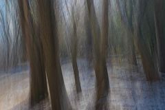 Forbidden Forest