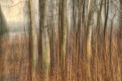 Winter Birch Iii
