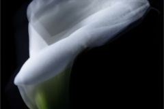 Dreamy Calla Lily