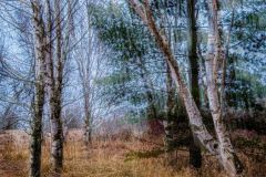 Path Oft Taken
