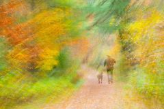 A Walk in the Forest
