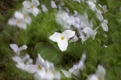 Trillium Swirl