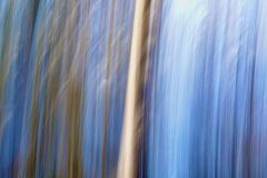 The Forest