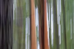 Arbutus