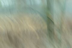 Dawn in Marshland