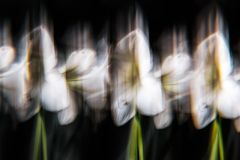 Amaryllis Lineup
