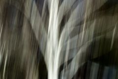 Birch Tree