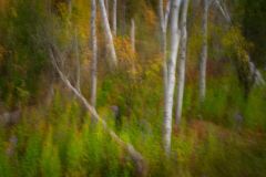 Birch Forest