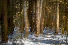 Winter Forest