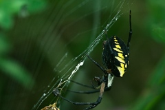 N1-Argiope-Aurantia-EG